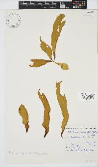 Petalonia fascia image
