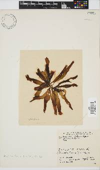 Petalonia fascia image