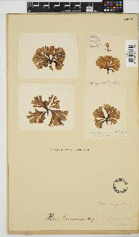 Padina boryana image
