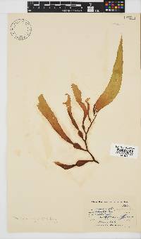 Macrocystis pyrifera image