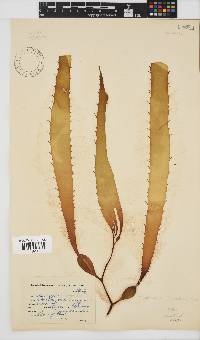 Macrocystis pyrifera image