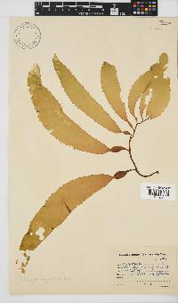 Macrocystis pyrifera image