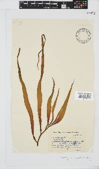 Macrocystis pyrifera image