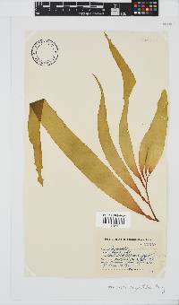 Macrocystis pyrifera image