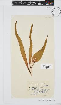 Macrocystis pyrifera image