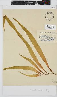 Macrocystis pyrifera image