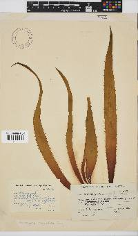 Macrocystis pyrifera image