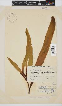 Macrocystis pyrifera image