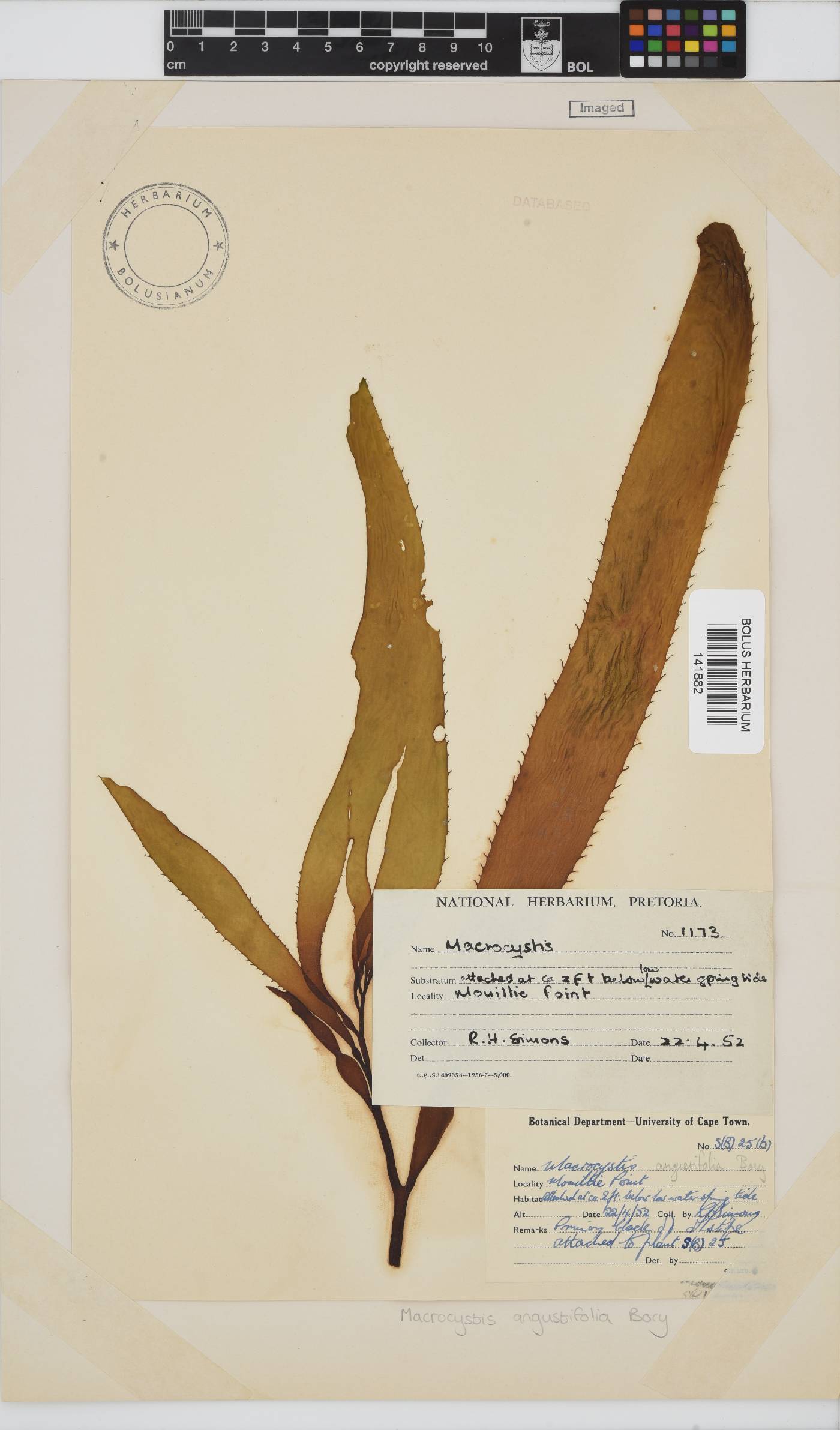 Macrocystis image