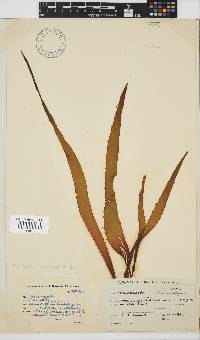 Macrocystis pyrifera image