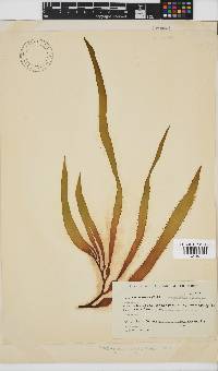 Macrocystis pyrifera image