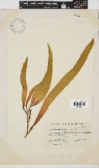 Macrocystis pyrifera image
