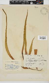 Macrocystis pyrifera image