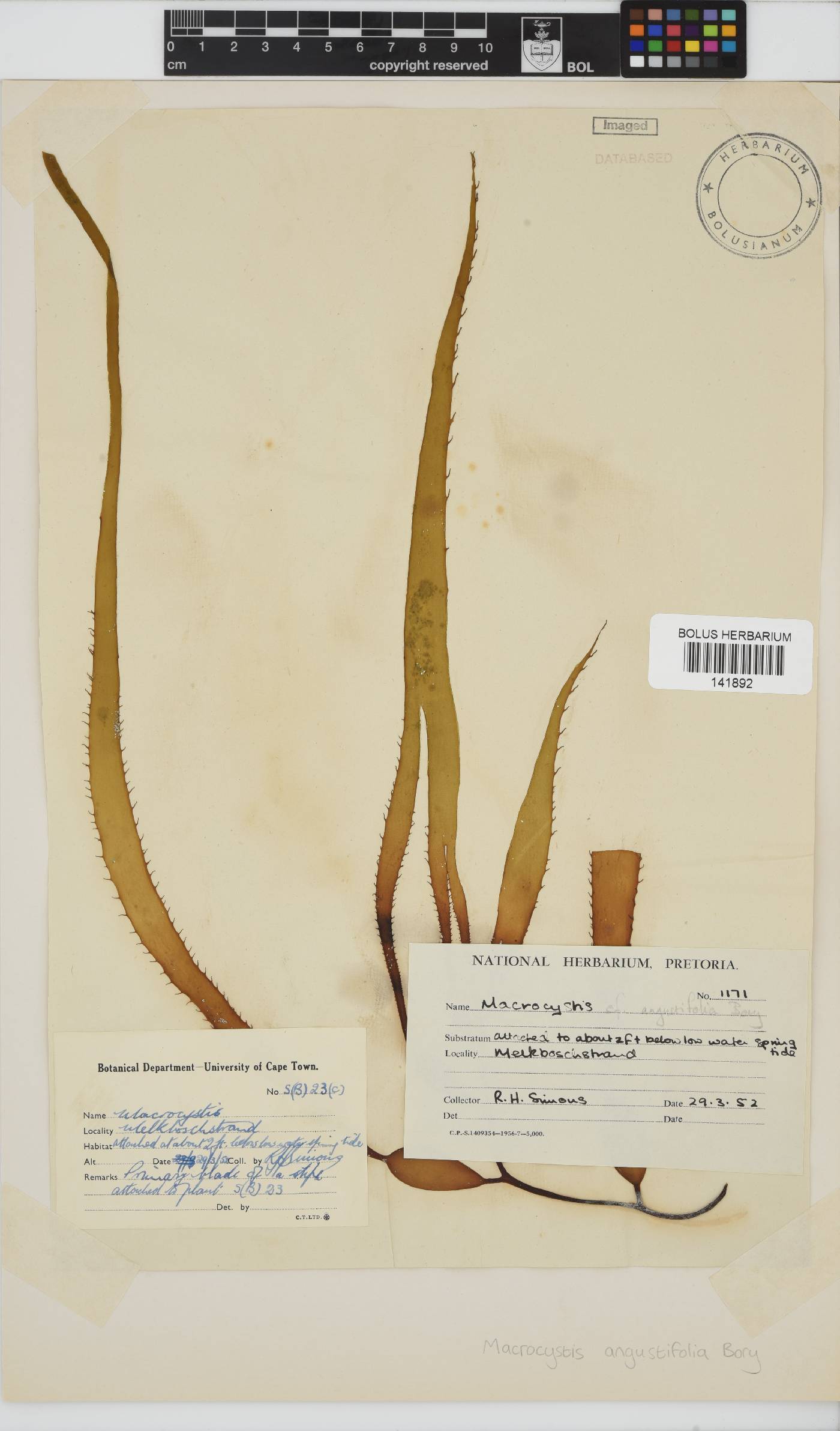 Laminariaceae image