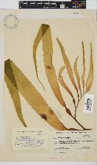 Macrocystis pyrifera image