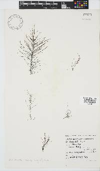 Chordariopsis capensis image