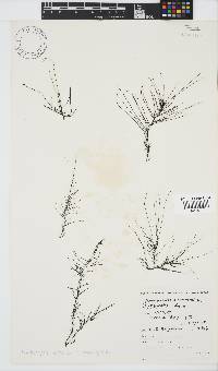 Chordariopsis capensis image