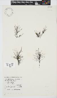 Chordariopsis capensis image