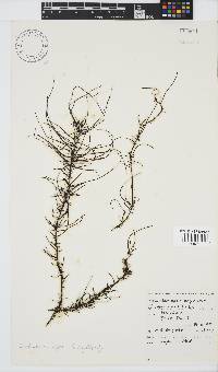 Chordariopsis capensis image
