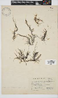 Chordariopsis capensis image
