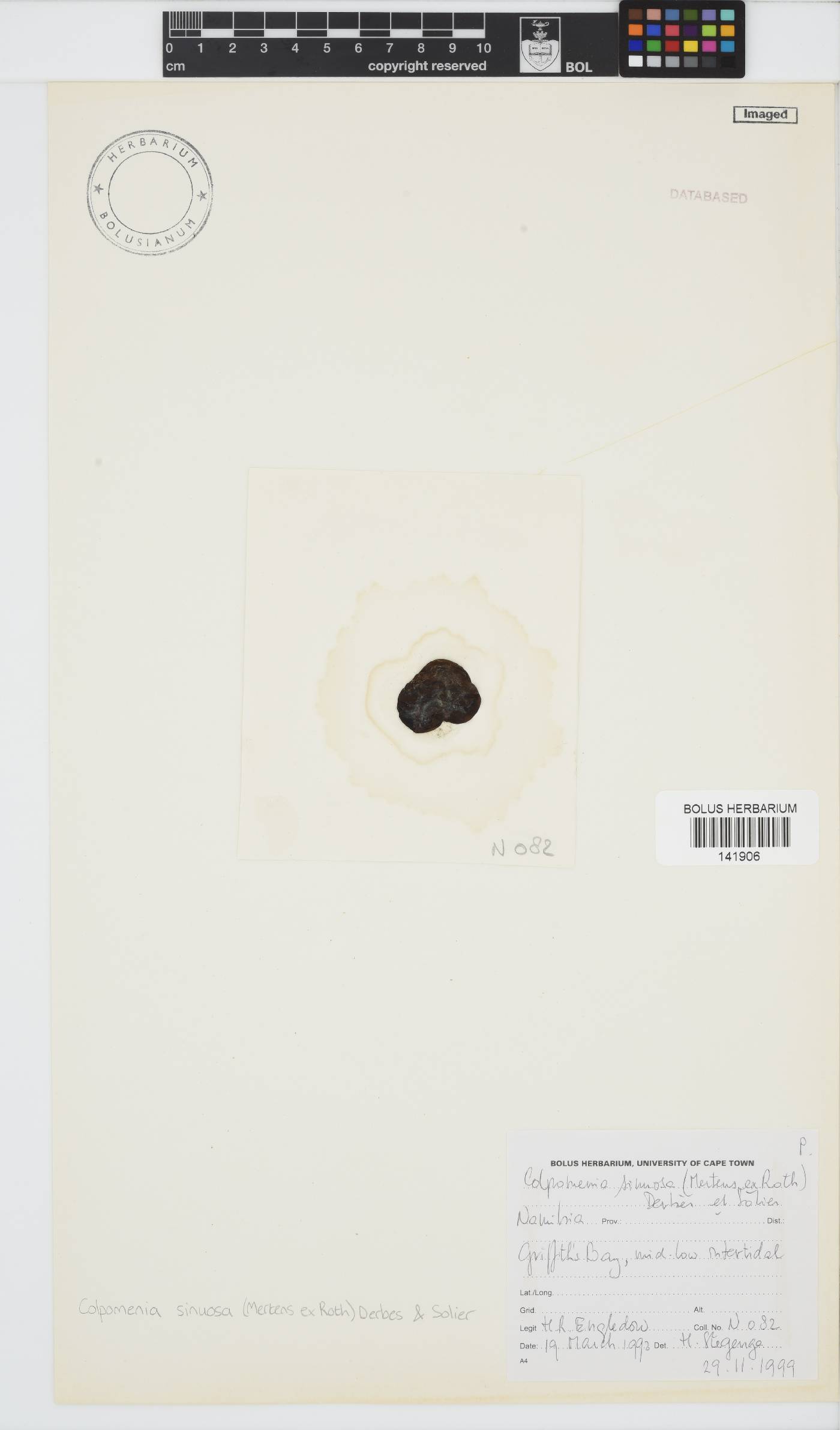 Colpomenia image