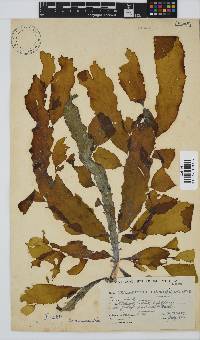 Desmarestia herbacea image