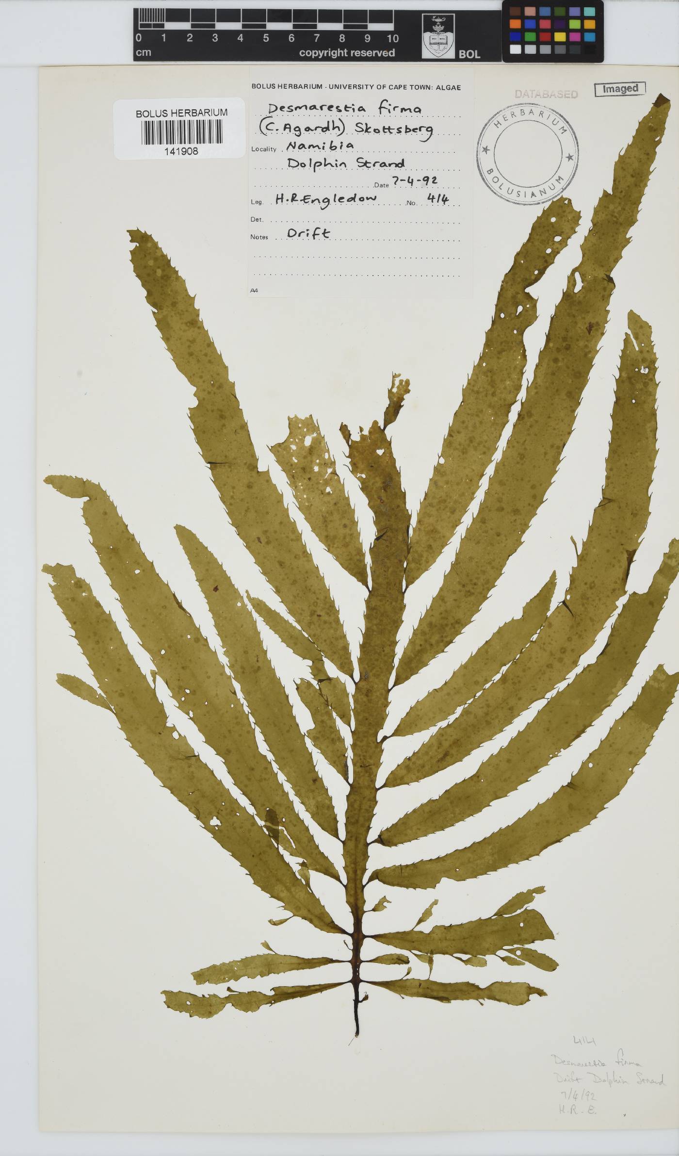 Desmarestia herbacea subsp. firma image
