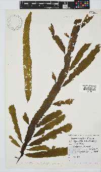 Desmarestia herbacea image