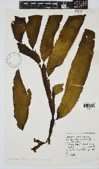 Desmarestia herbacea image