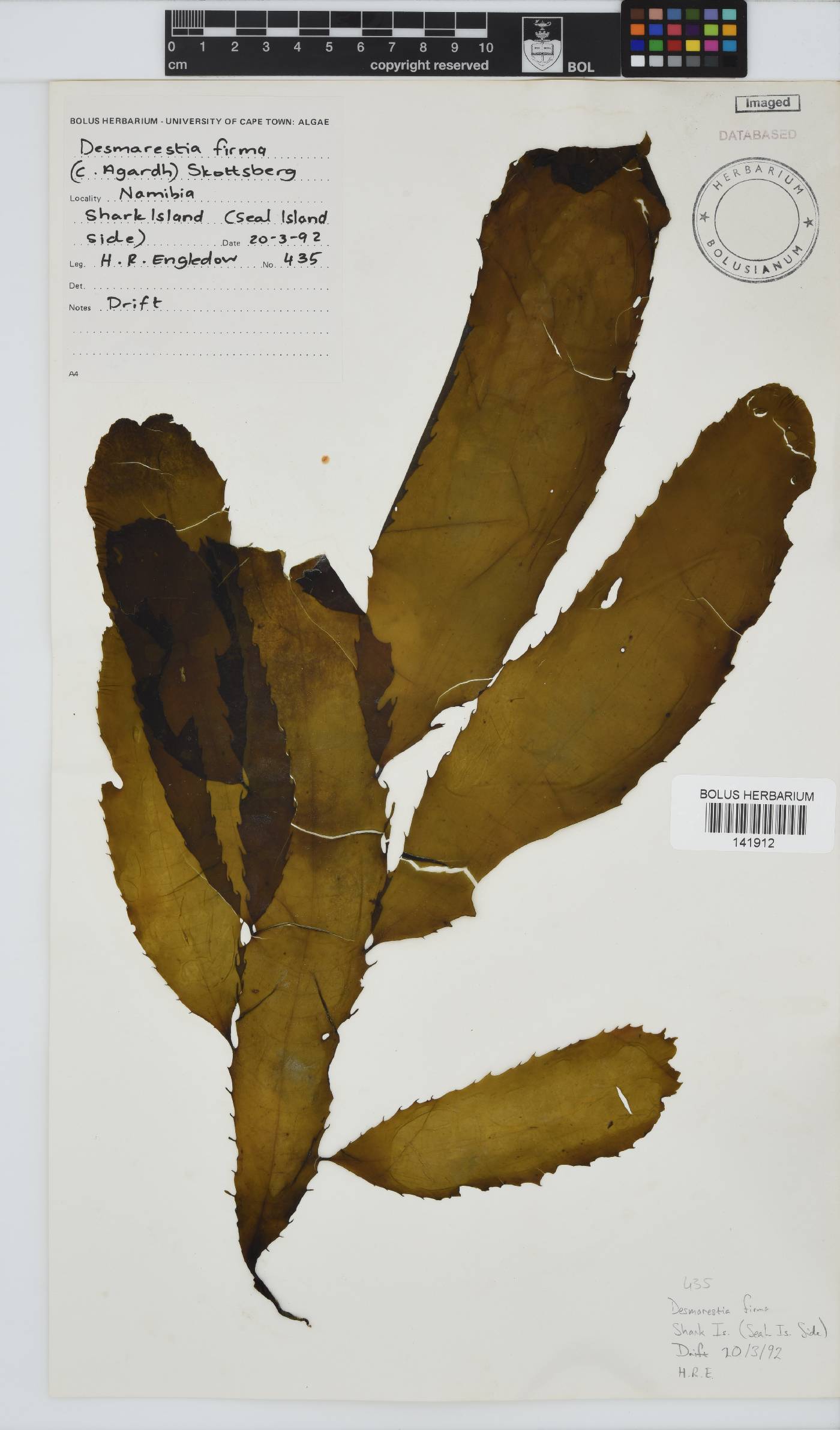 Desmarestia herbacea image