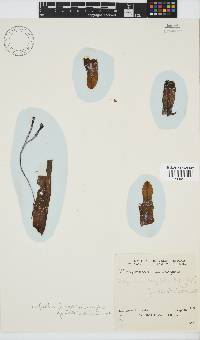 Dictyopteris ligulata image