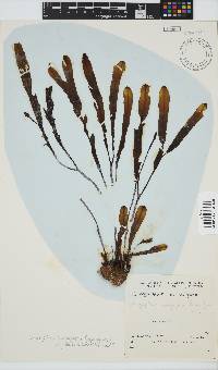 Dictyopteris ligulata image