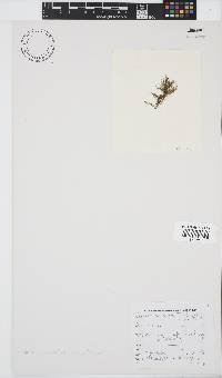 Hincksia granulosa image