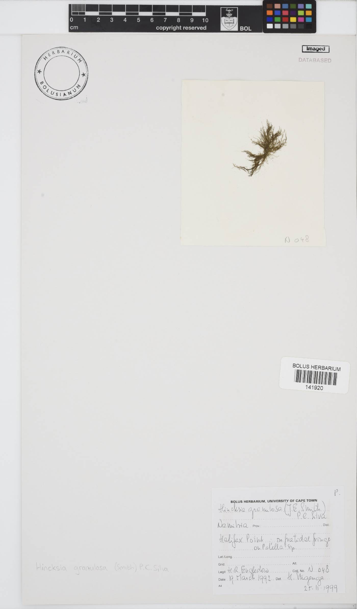 Hincksia granulosa image