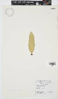 Laminaria pallida image