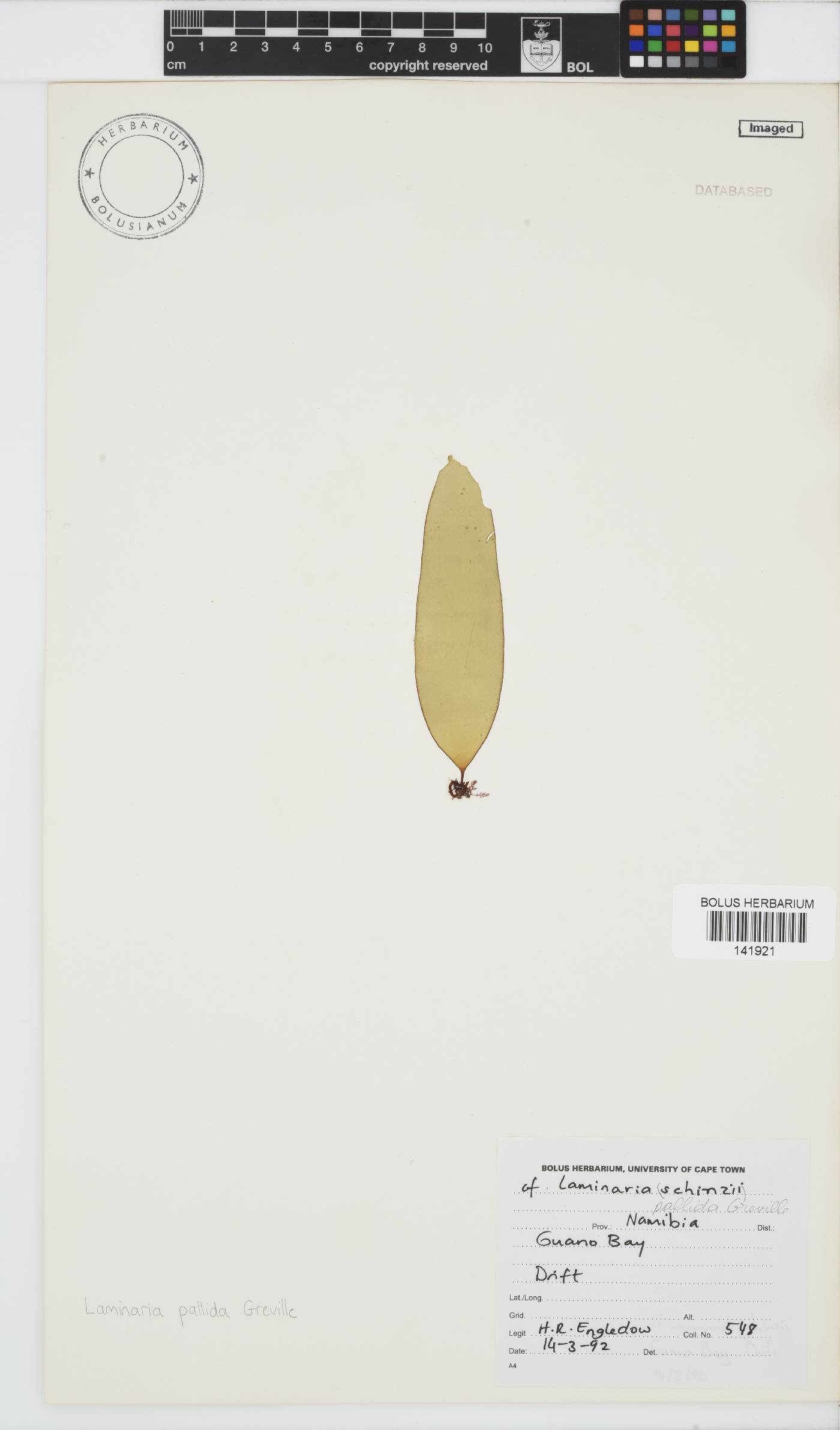 Laminaria pallida image