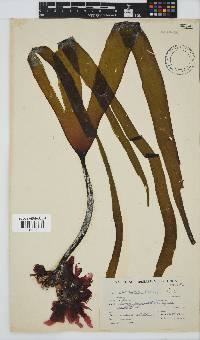 Laminaria pallida image