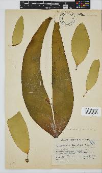 Laminaria pallida image