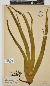 Laminaria pallida image