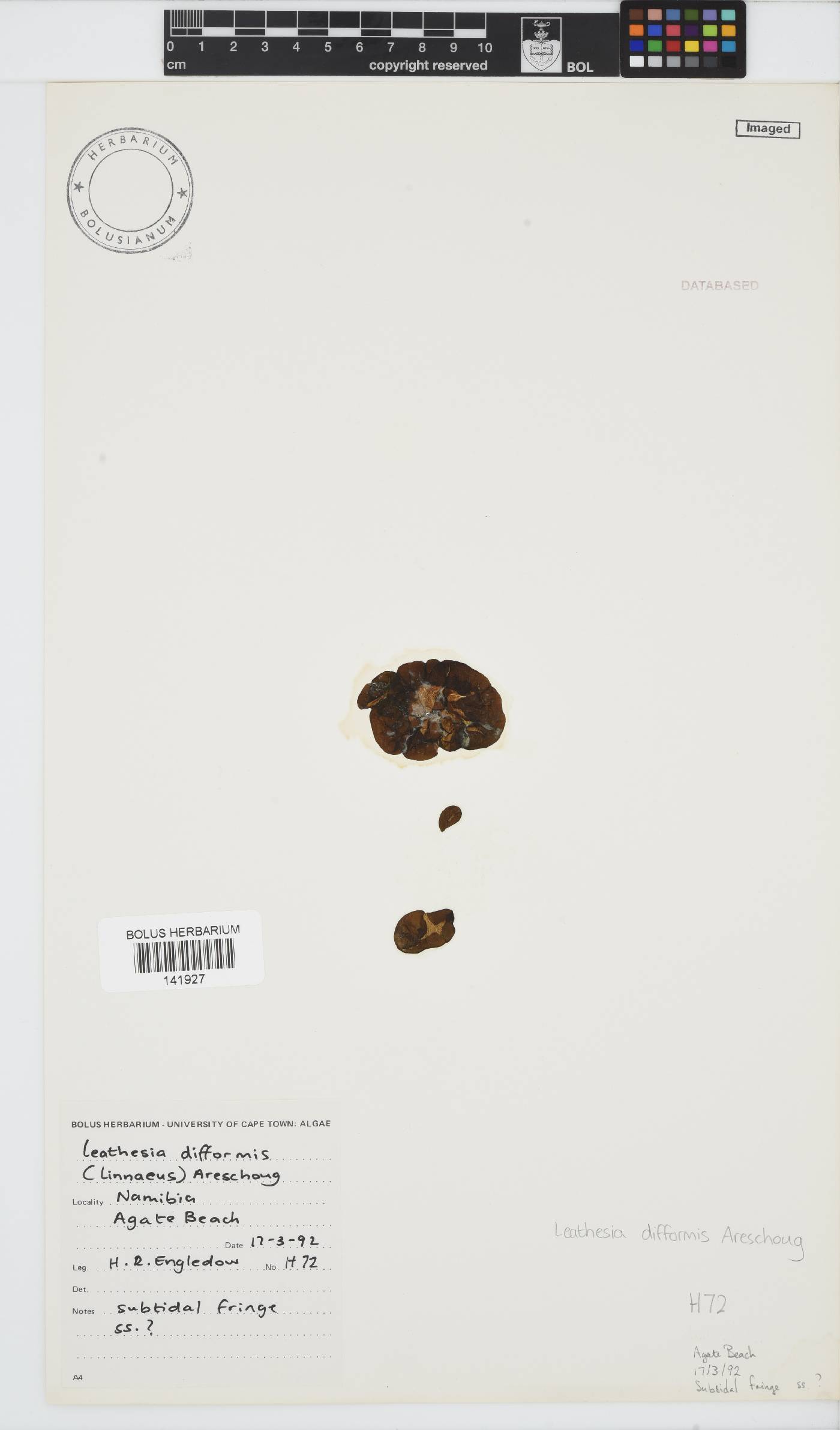 Leathesia image