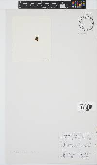 Leathesia marina image