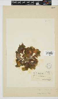 Padina boryana image