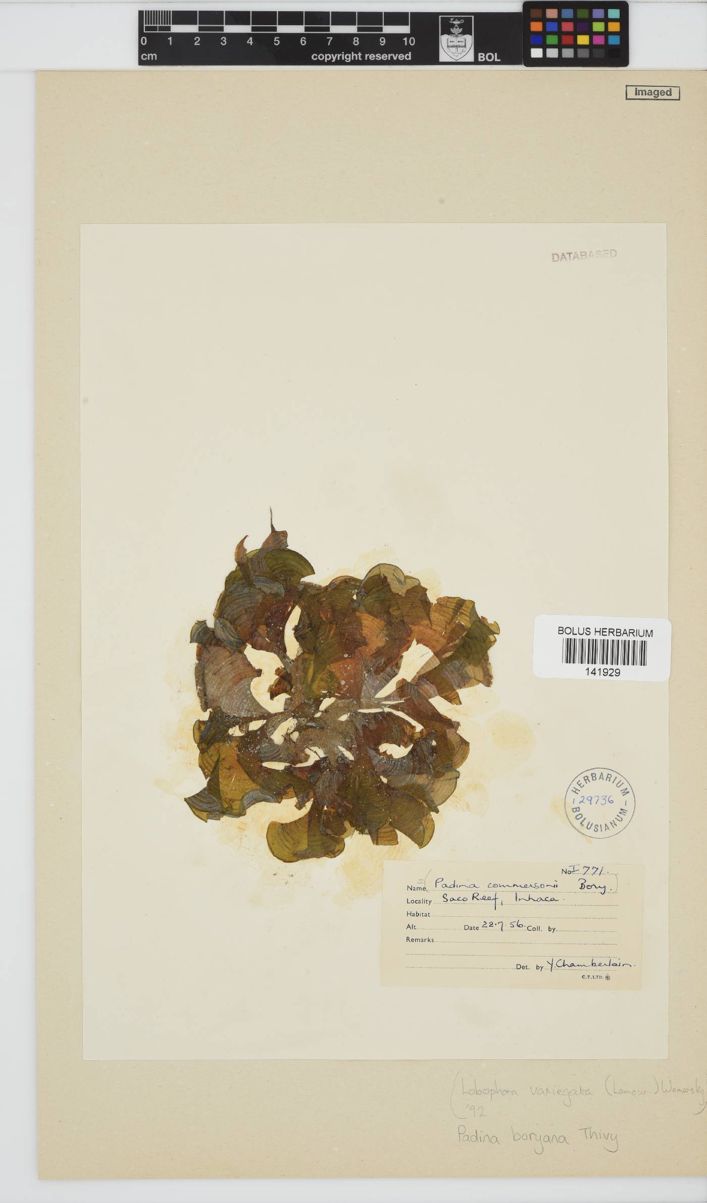 Padina boryana image