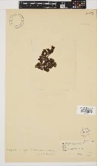 Lobophora variegata image