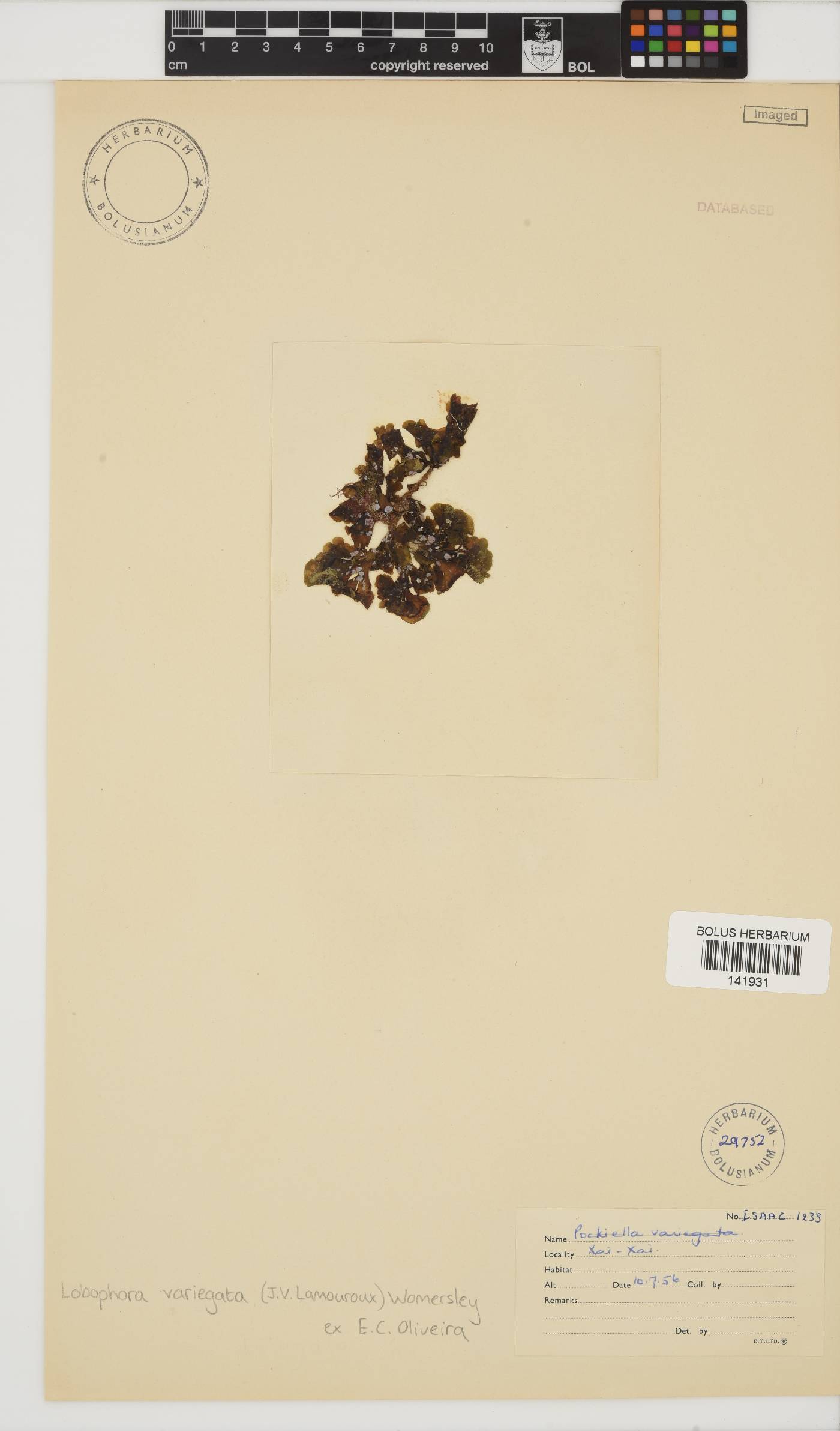 Lobophora variegata image
