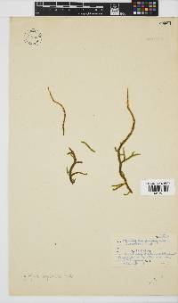 Myriogloea papenfussii image