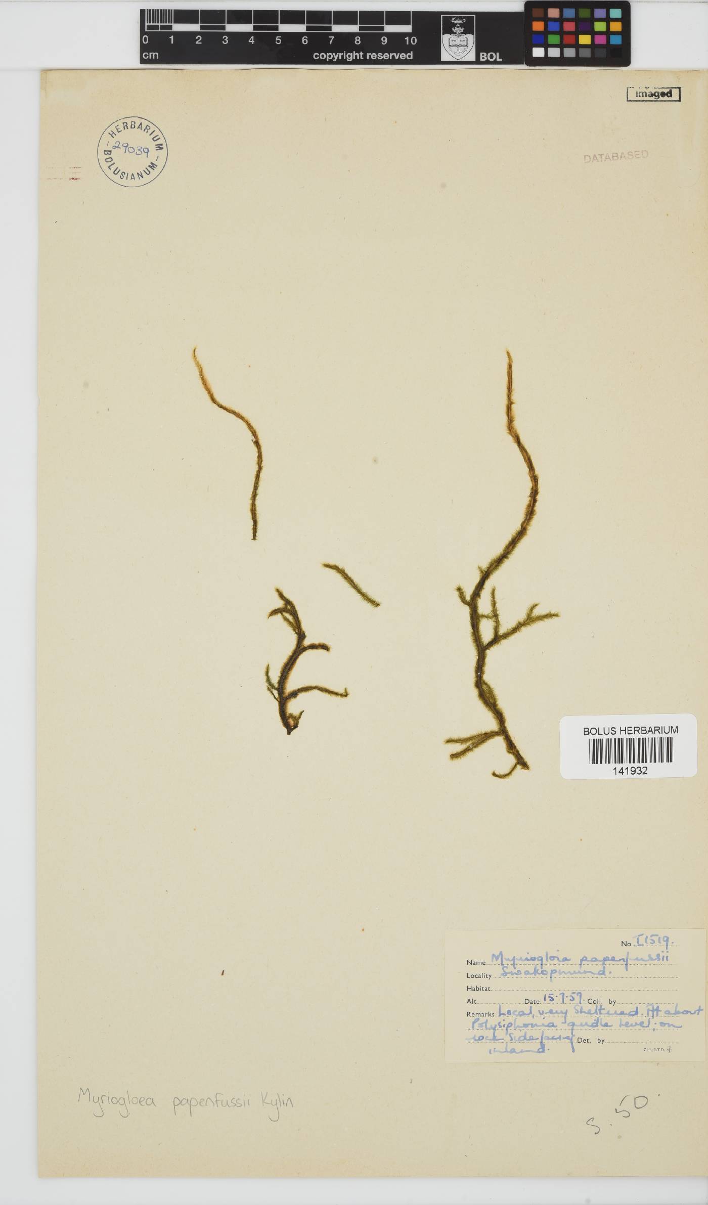 Myriogloea papenfussii image