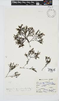 Phloiocaulon suhrii image
