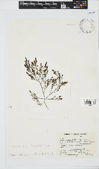 Phloiocaulon suhrii image