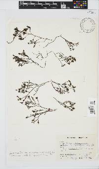 Phloiocaulon suhrii image